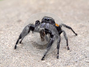 P1010015 male Johnson`s jumping spider, Phiddipus johnsoni, feeding on a fly, on stone cECP 2020