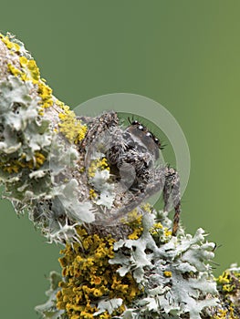 P1010016 jumping spider, Platycryptus californicus, on branch with lichen, vertical British Columbia, Canada cECP 2020