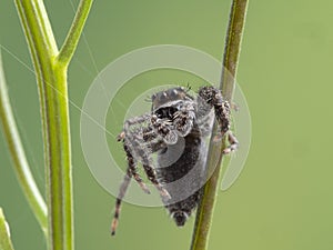 P1010018 jumping spider, Platycryptus californicus, on web and plant facing camera British Columbia, Canada cECP 2020