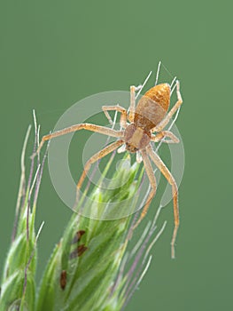 P1010019 close-up of a pretty crab spider, Philodromus rufus, on grass cECP 2020