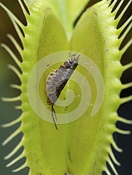 P1010019 corpse of a woodlouse that was digested by a venus flytrap plant, Dionaea muscipula cECP 2020