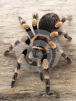 P1010023 Close-up of Mexican orangeknee tarantula, Brachypelma hamorii cCEP 2018