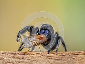 P1010028 male Johnson`s jumping spider, Phiddipus johnsoni, with a captured fly cECP 2020, Delta, British Columbia, Canada