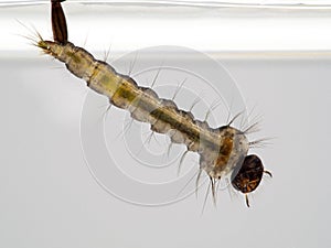 P1010033 mosquito larva copyright ernie cooper 2019