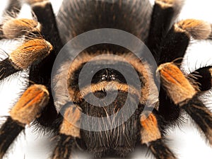 P1010047 Close-up of Mexican orangeknee tarantula, Brachypelma hamorii cCEP 2018