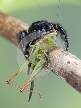 P1010052 male Johnson`s jumping spider, Phiddipus johnsoni, with a larger katydid it has caught Meconema thalassinum cECP 2020