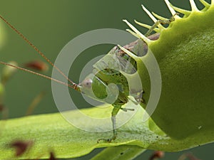 P1010070 drumming katydid insect captured by a venus flytrap plant, Dionaea muscipula cECP 2020