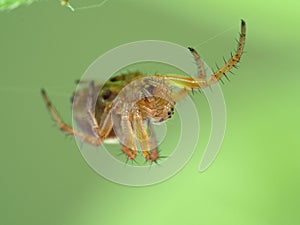 P1010082 close-up of a tiny sixspotted orbweaver spider, Araniella displicata cECP 2020