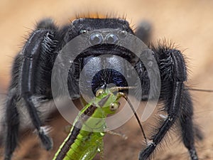 P1010115 close-up of Johnson`s jumping spider, Phiddipus johnsoni, eating a juvenile drumming katydid cECP 2020