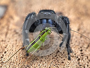 P1010122 male Johnson`s jumping spider, Phiddipus johnsoni, eating a  drumming katydid Meconema thalassinum cECP 2020