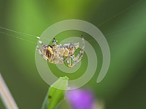 P1010123  close-up of a tiny orbweaver spider on its web cECP 2020 cECP 2020