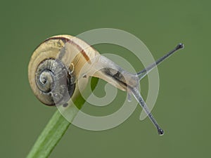 P1010135 banded garden snail, Cepaea nemoralis, on plant stem cECP 2020