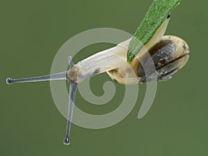 P1010141 banded garden snail, Cepaea nemoralis, on plant stem cECP 2020