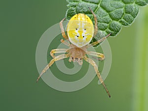 P1010146 colorful sixspotted orbweaver spider, Araniella displicata, Deas Island, BC cECP 2020