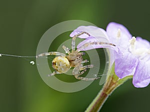 P1010149 close-up of a tiny orbweaver spider building a web on a flower cECP 2020