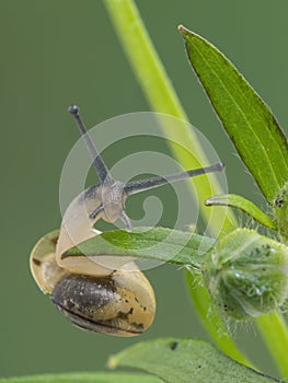 P1010150 banded garden snail, Cepaea nemoralis, on plant stem cECP 2020