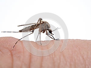 P1010190 Coastal mosquito, Aedes dorsalis, biting a man`s finger, Boundary Bay saltmarsh, Delta, British Columbia, Canada cECP