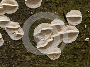 P1010246 white fragrant fungi, Trametes suaveolens, growing on a tree, cECP 2024