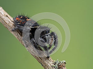 P1010381 subadult red-backed jumping spider, Phiddipus johnsoni, on stem cECP 2021