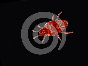 P3310015 Red velvet mite, Trombidiidae, on black, isolated, cECP 2024