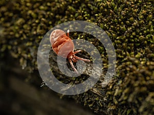 P3310049 Red velvet mite, Trombidiidae, crawling on moss, cECP 2024