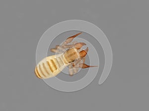 P4050068 pseudoscorpion, Apochthonius minimus, preserved, isolated on grey, cECP 2024