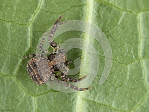 P4080033 crab spider, Ozyptila pacifica, on green leaf, cECP 2024