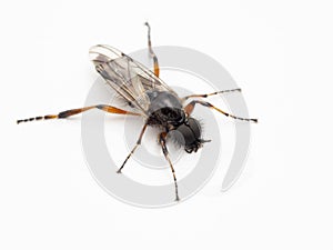 P4120115 male March fly, Bibio vestitus, drinking from a water drop, isolated cECP 2022