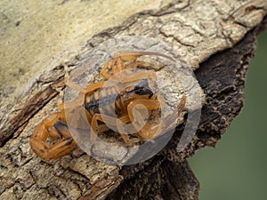 P5030026 juvenile Brazilian parthenogenetic scorpion Tityus stigmurus on bark cECP 2022