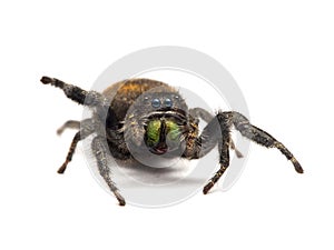 P5050193 female red-backed jumping spider, Phiddipus johnsoni, facing camera, isolated cECP 2016