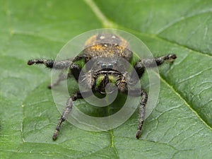 P5080196 female red-backed jumping spider, Phiddipus johnsoni, threatening position, on leaf cECP 2016