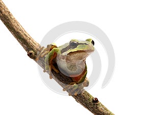 P5180102 Pacific tree frog on branch, Pseudacris regilla, isolated cECP 2013