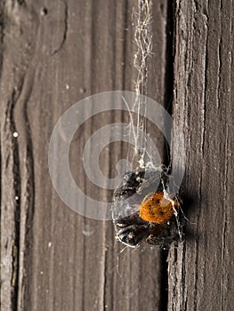 P5210200 dead male red-backed jumping spider, Phiddipus johnsoni, hanging in a web, cECP 2016