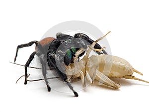 P6200266 male red-backed jumping spider, Phiddipus johnsoni, feeding on a cricket, isolated, cECP 2016