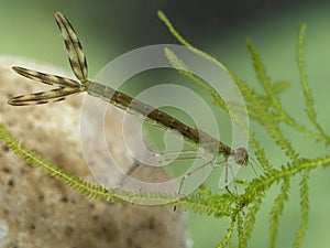 P6230370 damselfly nymph (Zygoptera species) on aquatic plant, cECP 2022