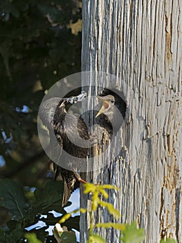 P7060502 European starling Sturnus vulgaris feeding blueberries to its baby chick. Boundary Bay saltmarsh, British Columbia,