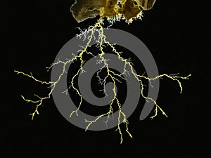 P7080023 Close-up image of a yellow slime mould Physarum polycephalum protoplasmic strands. Backlit, isolated, cECP 2021
