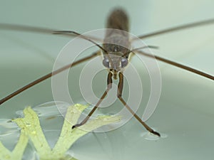 P7110010 close-up of a waP7110010 close-up of the face of a water strider cECP 2021ter strider, Gerridae, on water with plants