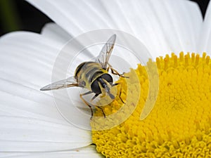 P7190357 common drone fly, a type of hoverfly, Eristalis tenax, feeding on yellow pollen cECP 2022