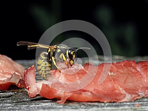 P7310085 German yellowjacket wasp, Vespula germanica,on raw cECP 2023