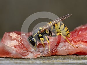 P7310223 German yellowjacket wasp, Vespula germanica, feeding on salmon flesh cECP 2023