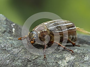 P8100364 female ten-lined June beetle, Polyphylla decemlineata, cECP 2022