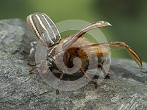 P8100365 sideview of female ten-lined June beetle, Polyphylla decemlineata, preparing to fly. cECP 2022