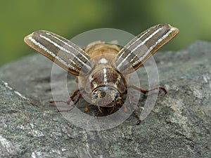 P8100370 front view of female ten-lined June beetle, Polyphylla decemlineata, with elytra raised, cECP 2022