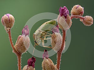P8110079 Western tarnished plant bug, Lygus hesperus, on Drosera buds cECP 2023