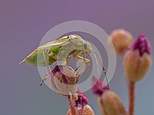 P8110095 Western tarnished plant bug, Lygus hesperus, on flower cECP 2023