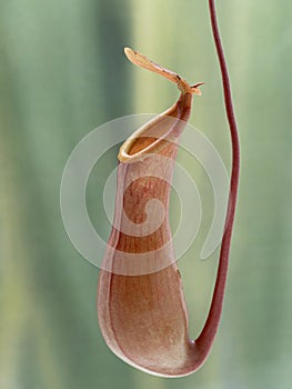 P9110018 lower trap of a carnivorous tropical pitcher plant Nepenthes alata, cECP 2021