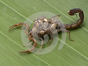 P9180031 female parthenogenetic scorpion Lychas tricarinatus carrying babies on her back cECP 2021