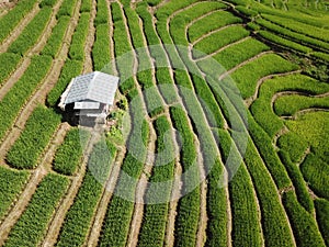 Pa Pong Piang, Rice Terraces.Chiang Mai, thailand.where you can savor rain and watch the unfathomably