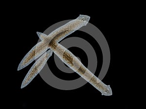 PA4210783 freshwater triclad flatworms, Girardia tigrina, isolated on black, cECP 2023